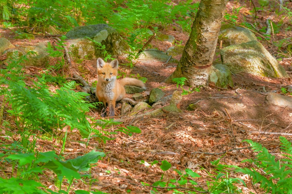 Fox and Ferns Mental Health | 77 Rochelle Ave, Philadelphia, PA 19128, USA | Phone: (215) 821-9393