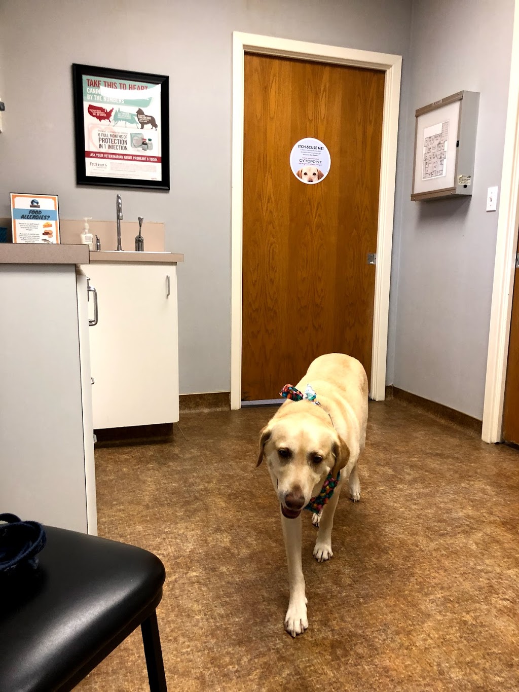 Arlington South Veterinary Hospital | 5505 Matlock Rd, Arlington, TX 76018, USA | Phone: (817) 562-6114