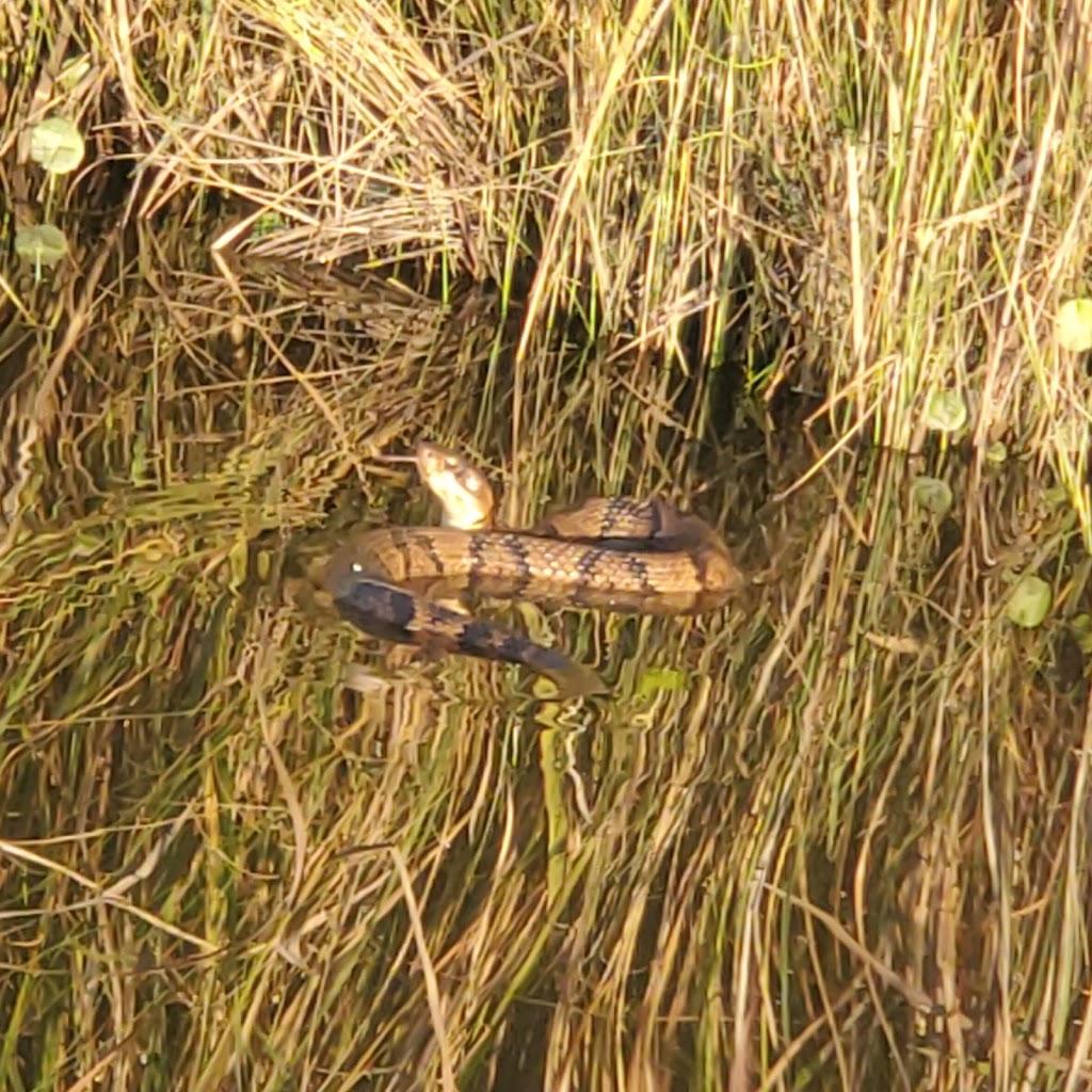 Princess Anne Wildlife Management Area Pocahontas Marsh Tract | Virginia Beach, VA 23457, USA | Phone: (757) 323-1581