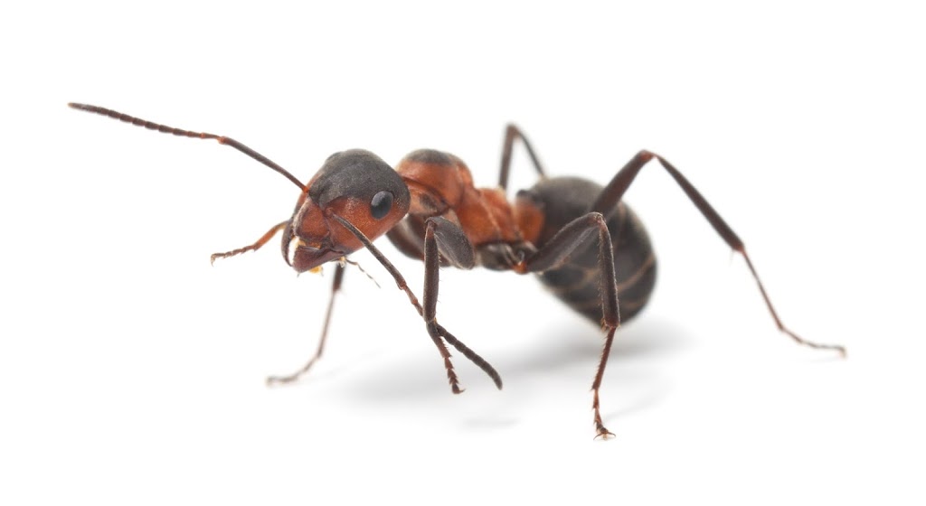 McCarthy Pest & Termite Control | 954 Sycamore Dr, St Charles, MO 63304, USA | Phone: (636) 441-1300