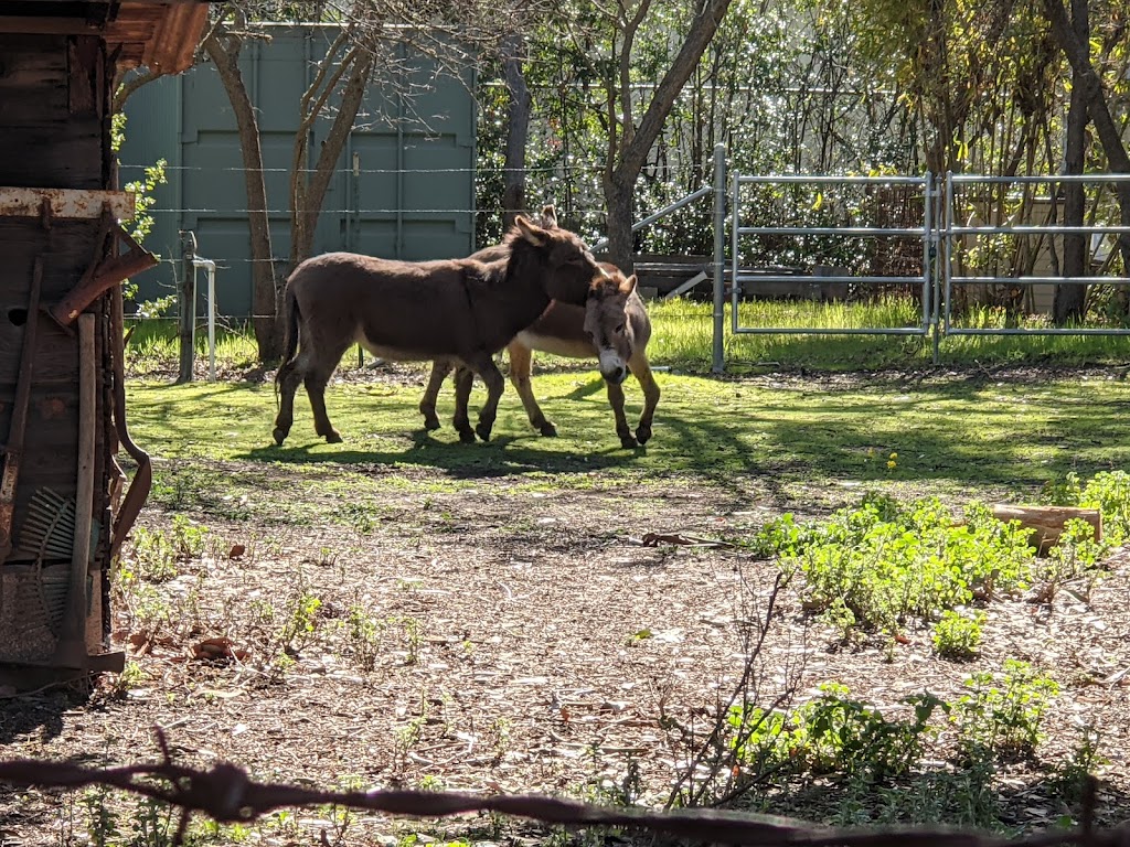 Barron Park Donkeys | 3590 Laguna Ave, Palo Alto, CA 94306, USA | Phone: (650) 464-9426