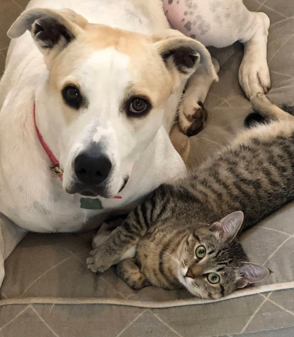 Walk-In Veterinary Care | 5080 N U.S. Hwy 41, Apollo Beach, FL 33572, USA | Phone: (813) 213-8515
