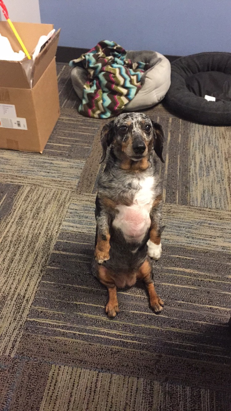 Vetsource | 9500 NE Cascades Pkwy, Portland, OR 97220, USA | Phone: (503) 802-7400