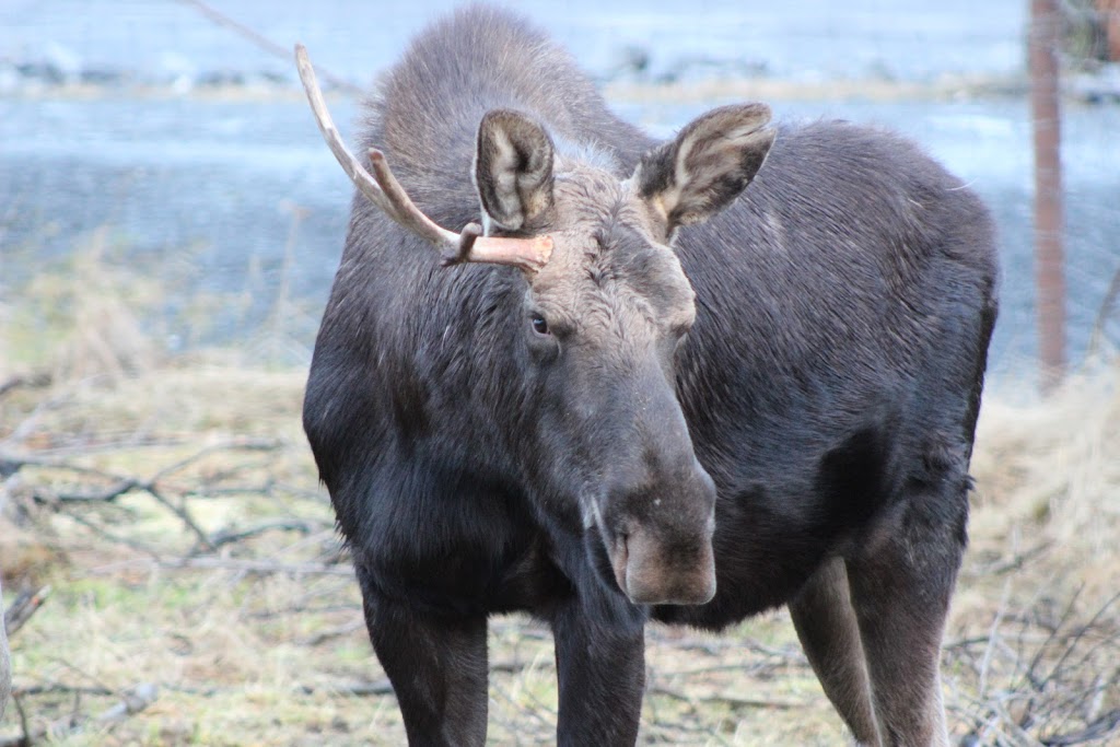 Moose Exhibit | Seward Hwy, Girdwood, AK 99587, USA | Phone: (907) 783-0058