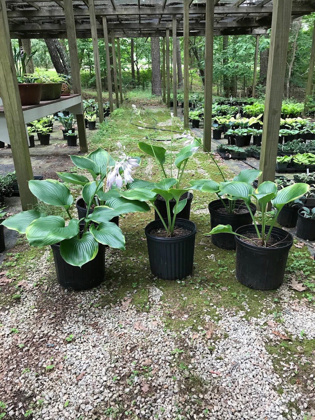 Catalina Gardens Hostas | 1150 Corner Rd, Powder Springs, GA 30127 | Phone: (770) 943-7530