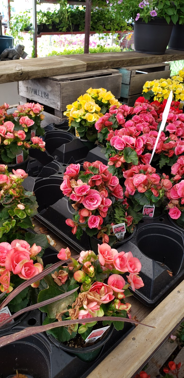 Cavotta Garden Center | 19603 Nottingham Rd, Cleveland, OH 44110, USA | Phone: (440) 897-1497