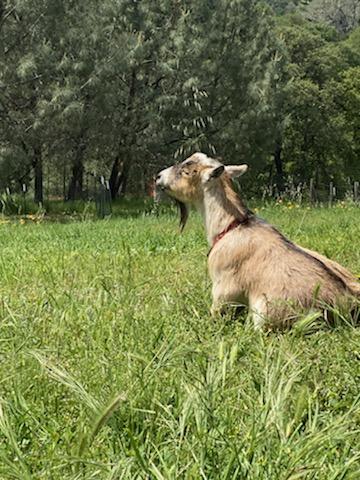 Funny Farm Petting Zoo | 15162 Ponderosa Ln, Auburn, CA 95603, USA | Phone: (916) 407-9867