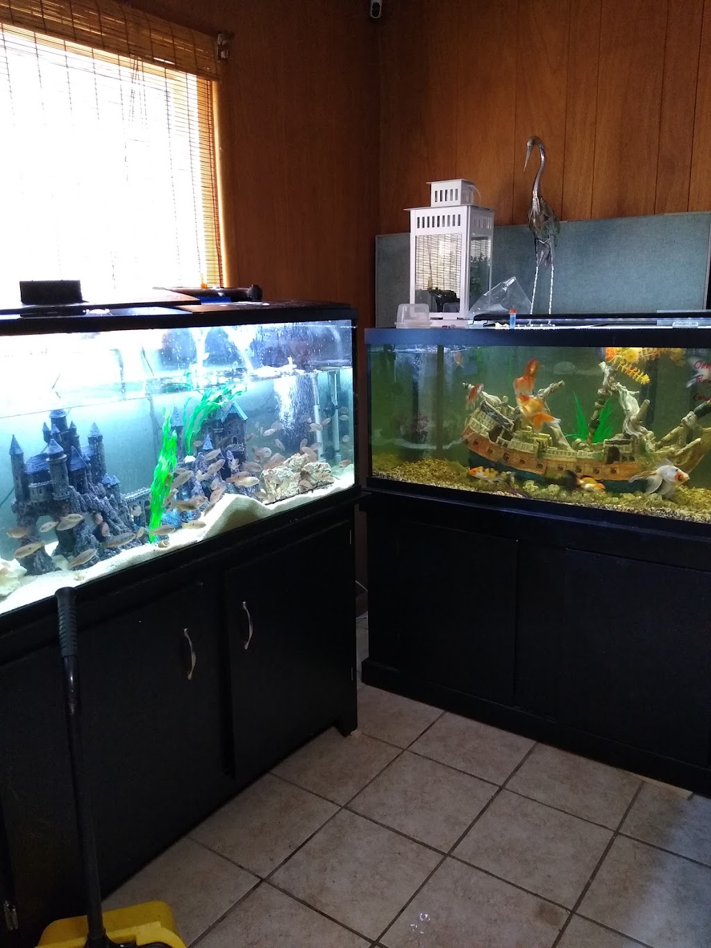 Champions Tropical Fish Room | 6716 Meadowbrook Dr, Fort Worth, TX 76112, USA | Phone: (817) 209-4996