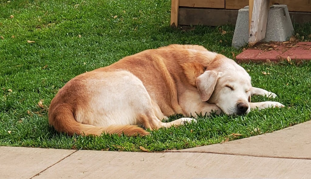 Jersey-Calhoun Veterinary Hospital | 1201 S State St, Jerseyville, IL 62052, USA | Phone: (618) 498-2413