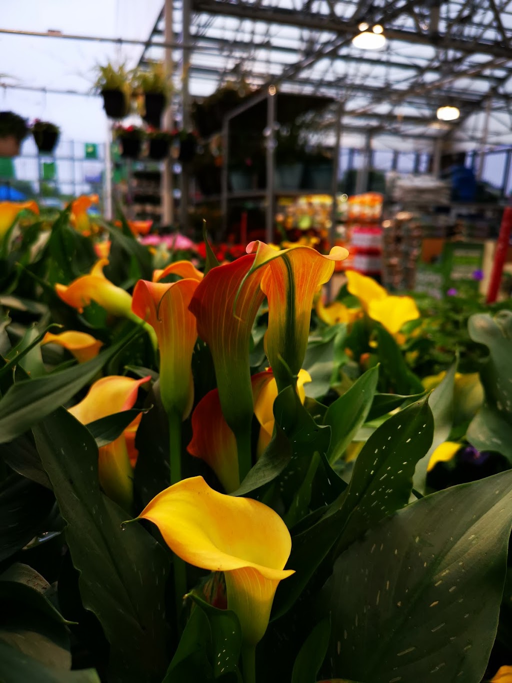 Lowes Garden Center | 15775 US-36, Marysville, OH 43040, USA | Phone: (937) 578-4440