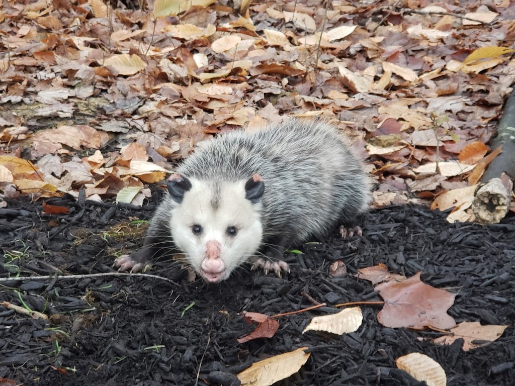 Summit Wildlife Control | 4900 Everett Rd, Akron, OH 44333, USA | Phone: (330) 333-6545