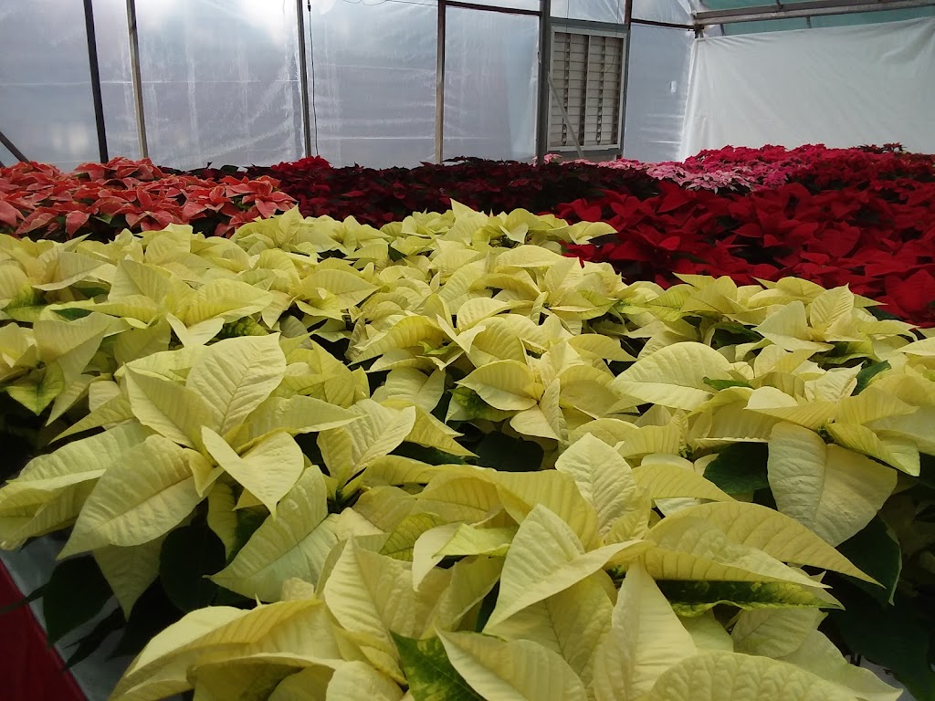 Campbell Road Nursery - Retail | 2804 Campbell Rd, Raleigh, NC 27606, USA | Phone: (919) 854-9892