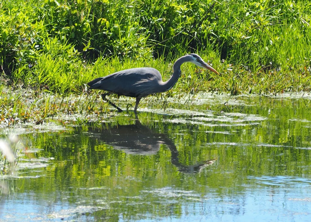 Ridgefield National Wildlife Refuge Auto Tour Start | Ridgefield, WA 98642, USA | Phone: (360) 887-4106