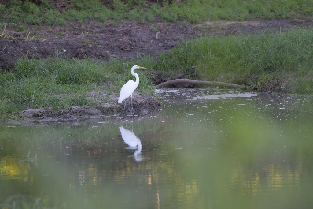 Connemara Meadow Nature Preserve | Alma Dr, Allen, TX 75013, USA | Phone: (469) 200-4085