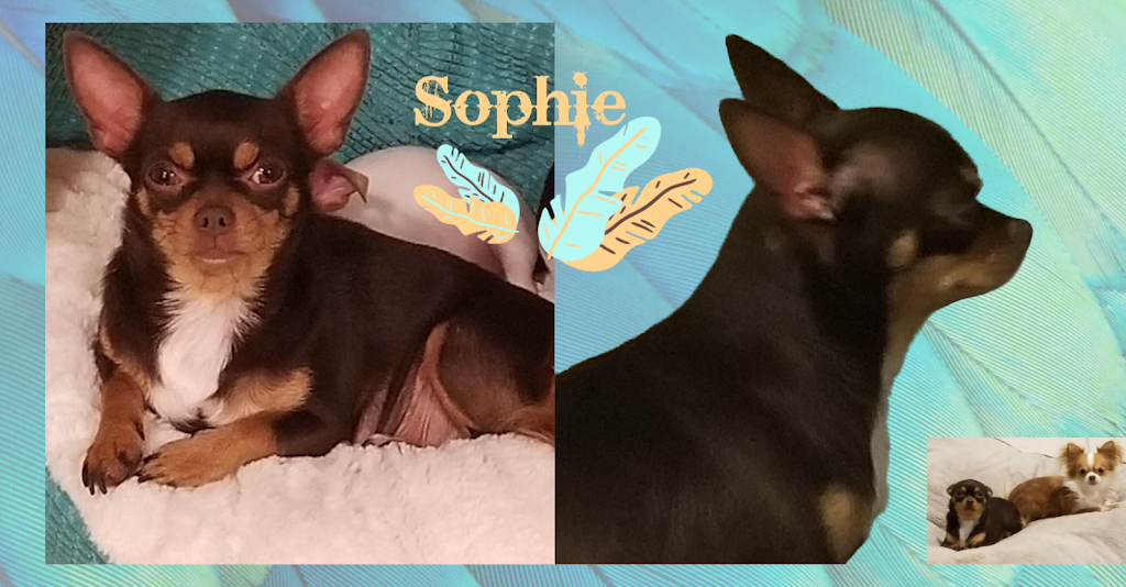 chihuahuas unlimited | 61315 Pugh Rd, Lacombe, LA 70445, USA | Phone: (985) 445-2878