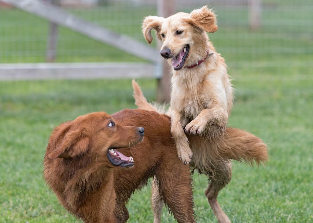 Homeward Bound Golden Retriever Rescue & Sanctuary | 7495 Natomas Rd, Elverta, CA 95626, USA | Phone: (916) 655-1410