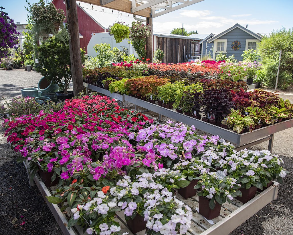 Blooming Junction Garden Center and Farm Market | 35105 NW Zion Church Rd, Cornelius, OR 97113, USA | Phone: (503) 681-4646