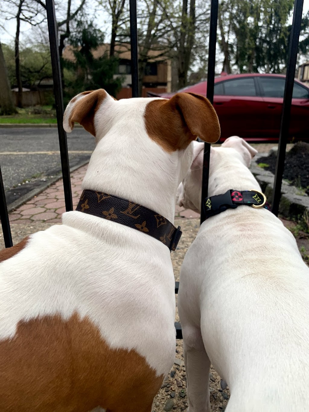 K9 Heat | 50 St Andrews Ct, Lakewood, NJ 08701, USA | Phone: (732) 503-1868