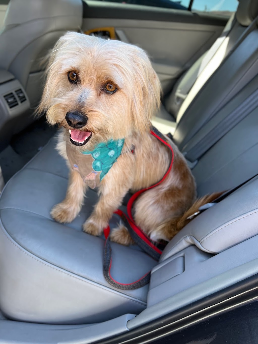 Bow Wow Bath House | 29800 Bradley Rd STE 122, Menifee, CA 92586, USA | Phone: (951) 246-2284 Bow Wow Bath House | 29800 Bradley Rd STE 122, Menifee, CA 92586, USA | Phone: (951) 246-2284