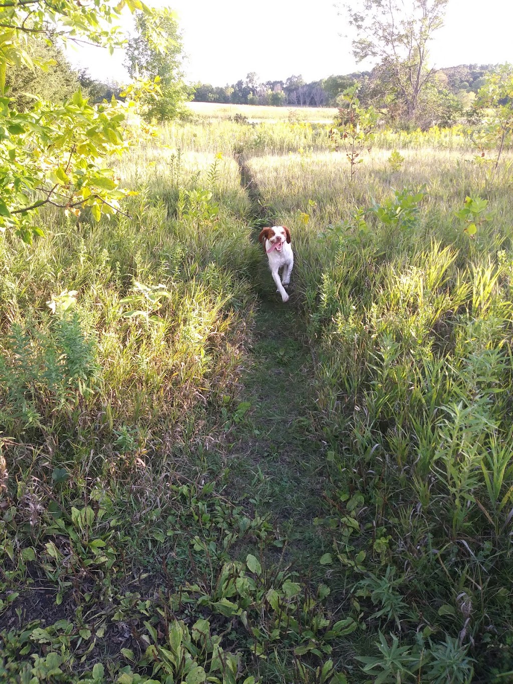 Lake Sarah Dog Park | 6670 W Lake Sarah Dr, Rockford, MN 55373, USA | Phone: (763) 694-7860