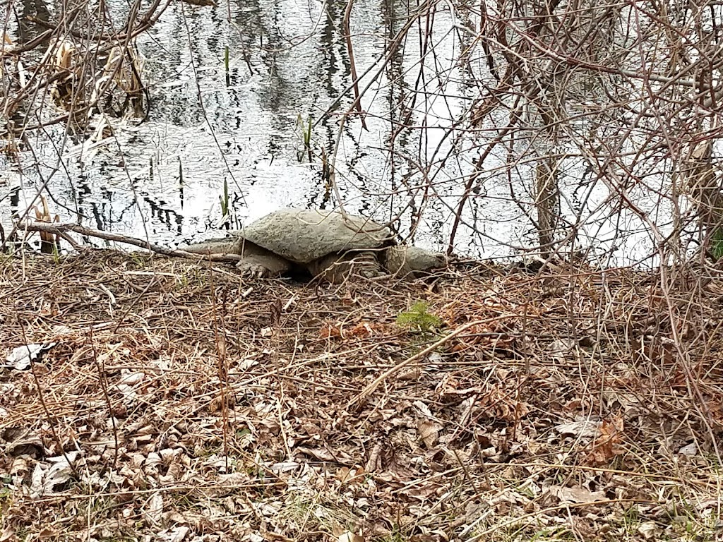 Ann Lee Pond Nature and Historic Preserve | Heritage Ln, Albany, NY 12205, USA | Phone: (518) 765-2055