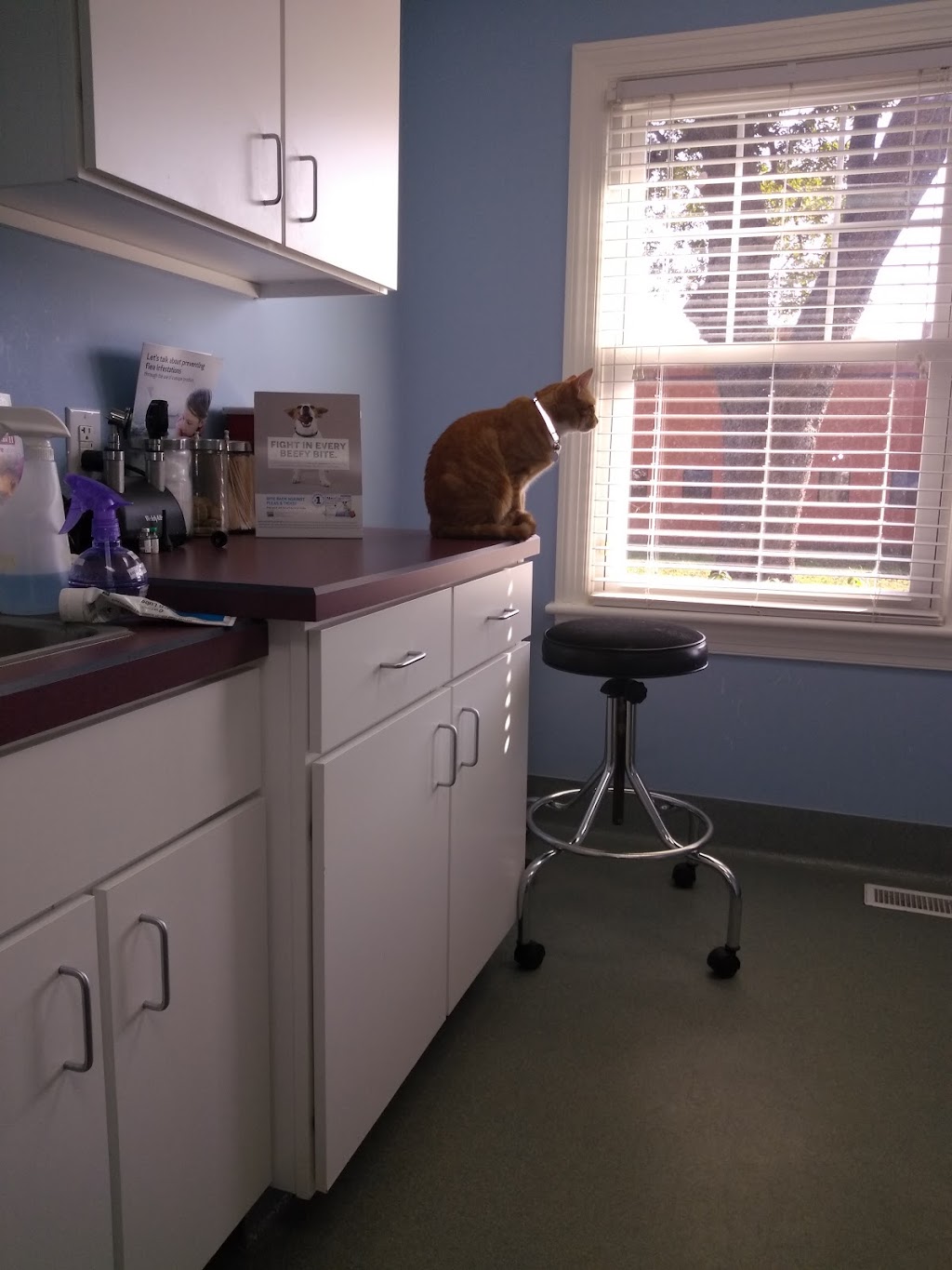 Western Branch Veterinary Hospital | 3320 Taylor Rd, Chesapeake, VA 23321 | Phone: (757) 483-1055