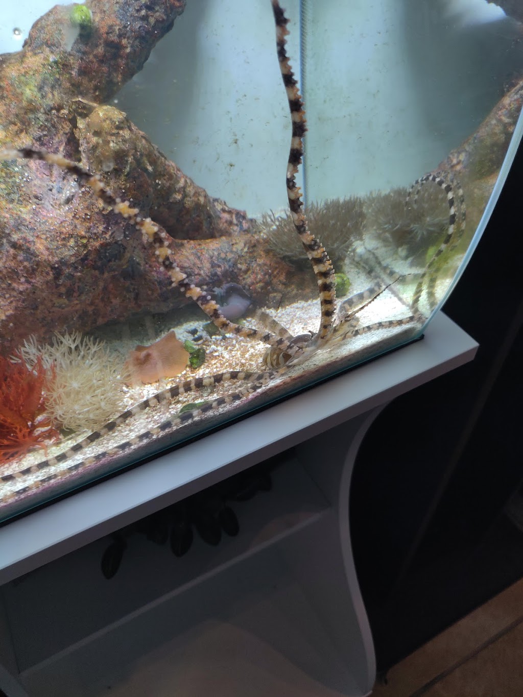 Rift 2 Reef Aquatics | 2250 Justin Rd #116, Highland Village, TX 75077, USA | Phone: (972) 317-2341