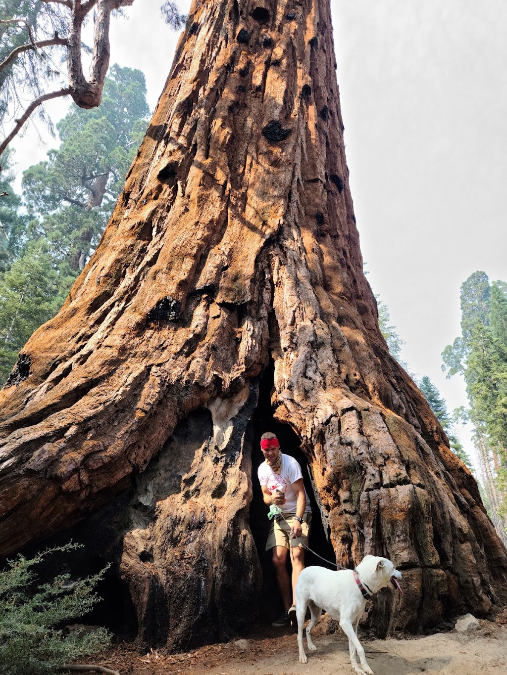 Sequoia National Forest | 1839 South Newcomb Street, Porterville, CA 93257, USA | Phone: (760) 379-5646