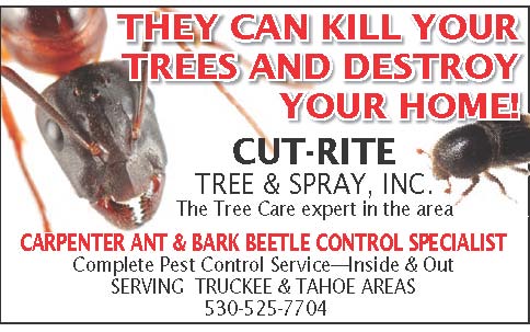 Cut-Rite Tree & Spray Inc | 7062 W Lake Blvd, Tahoma, CA 96142, USA | Phone: (530) 525-7704