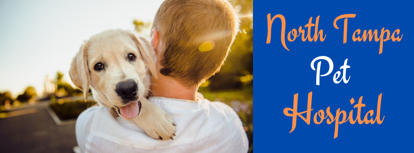 North Tampa Pet Hospital | 16033 Tampa Palms Blvd W, Tampa, FL 33647, USA | Phone: (813) 866-3600