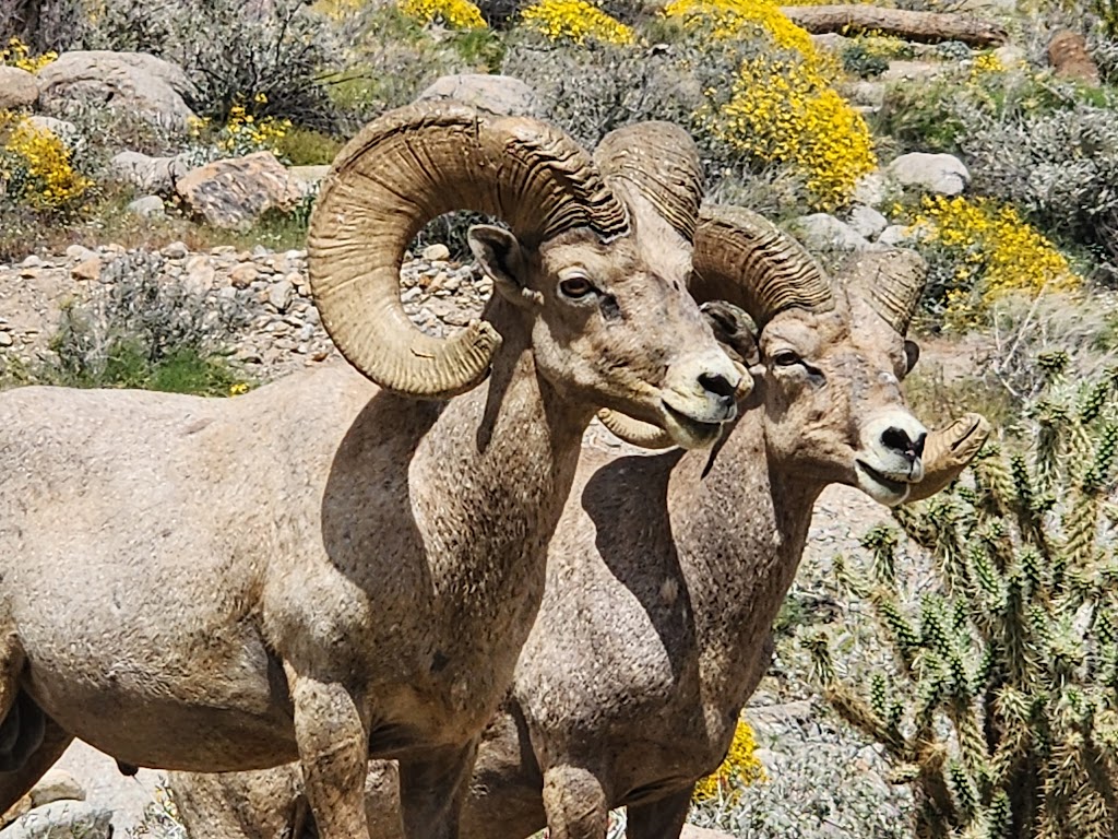 Borrego Palm Canyon Trailhead & Parking | Unnamed Road, Borrego Springs, CA 92004, USA | Phone: (760) 767-4037