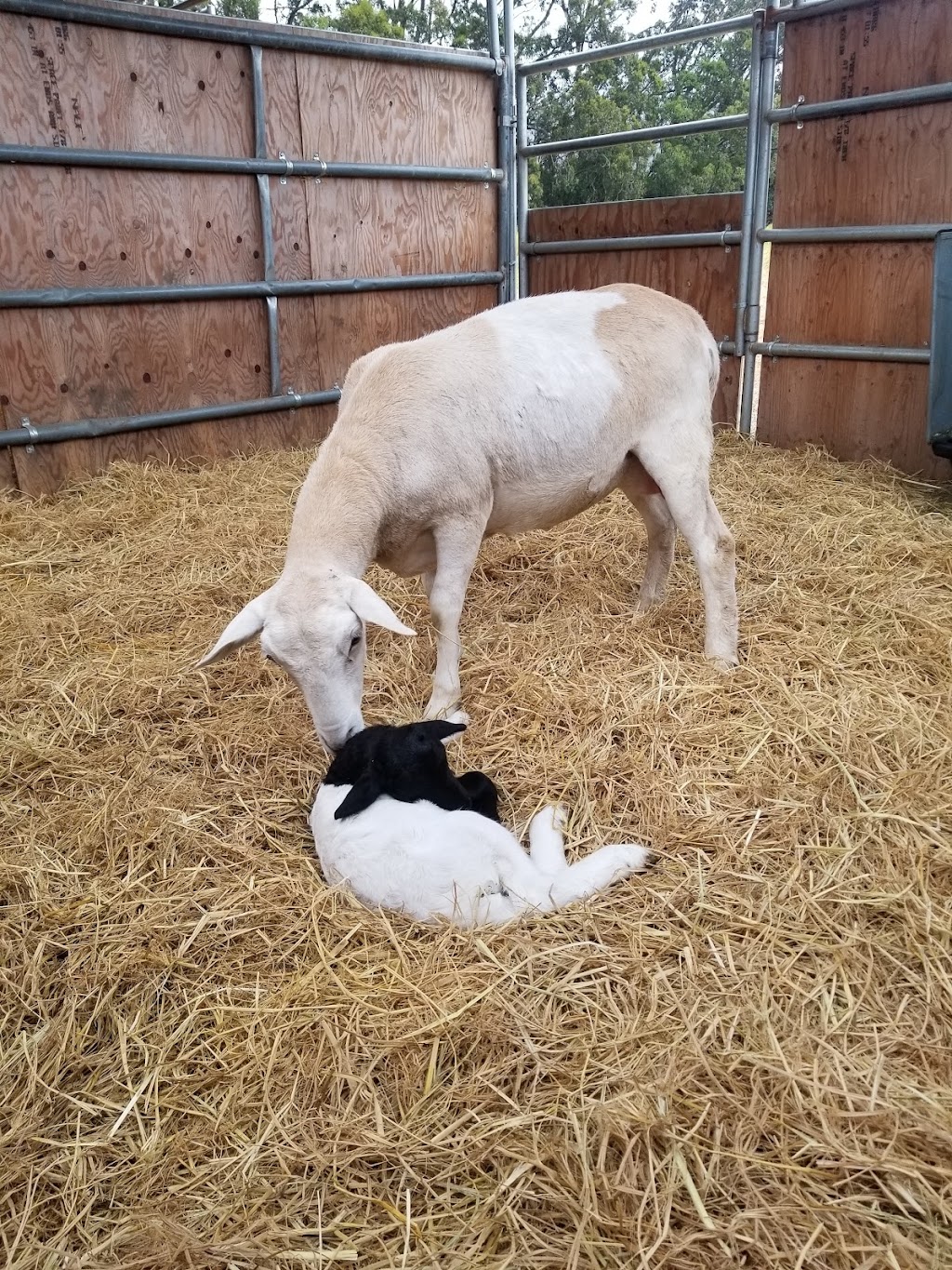Corvus Farm - Regenerative Farming from Pescadero, California | 1701 Cabrillo Hwy, Pescadero, CA 94060, USA | Phone: (408) 402-1942