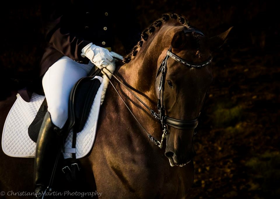 Lucia Rapalyea Dressage | 10255 Sprig Ave, Yucaipa, CA 92399, USA | Phone: (909) 801-9685