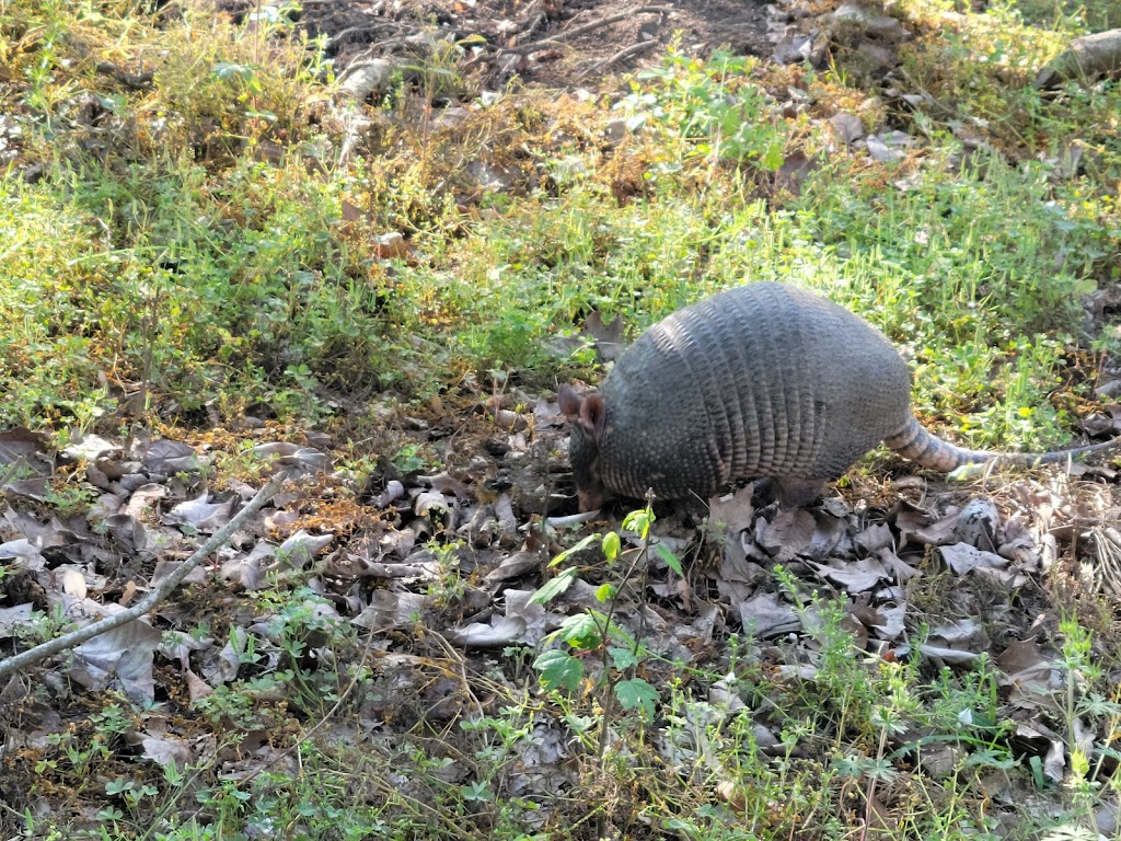 Woodlands Conservancy’s Woodlands Trail | 449 F Edward Hebert Blvd, Belle Chasse, LA 70037, USA | Phone: (504) 433-4000