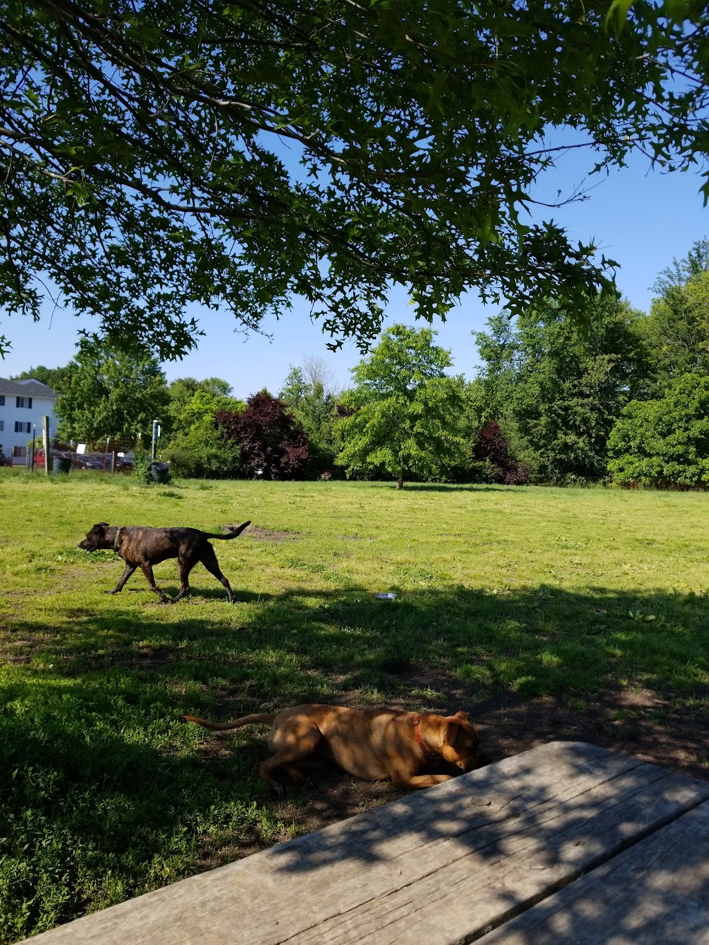 Brunswick Dog Park | Cross Creek Dr, Brunswick, OH 44212, USA | Phone: (330) 225-9144