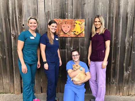 Varga Jeremy DVM - Austin Veterinary Diagnostic Hospital | 9324 US-290, Austin, TX 78736, USA | Phone: (512) 288-1040