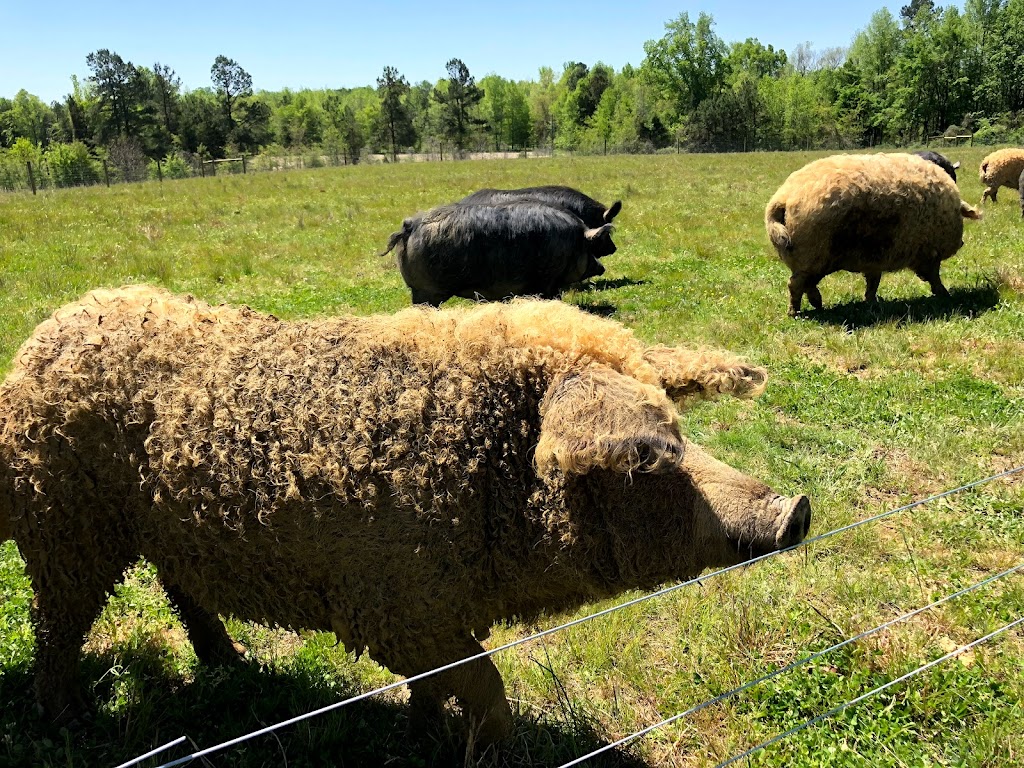 Bull City Farm | 5315 Isham Chambers Rd, Rougemont, NC 27572, USA | Phone: (919) 477-6684