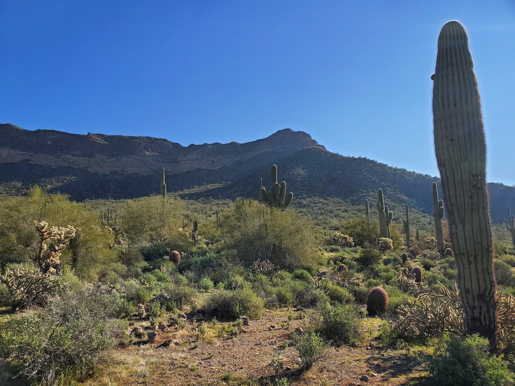 Usery Mountain Regional Park | 3939 N Usery Pass Rd, Mesa, AZ 85207, USA | Phone: (480) 984-0032