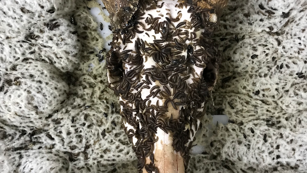 Talias Beetle Bugs | 3544 View St, Bakersfield, CA 93306, USA | Phone: (661) 332-2099