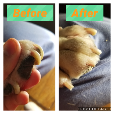 The Paw People | 123 Forest St, Lagrange, OH 44050, USA | Phone: (440) 865-2422