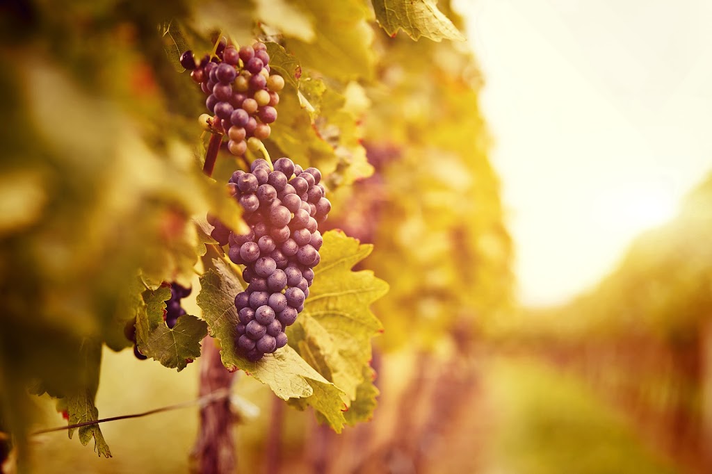 The Vineyards at Cambridge | 800 Winery Wy, Cambridge, WI 53523, USA | Phone: (608) 770-2587