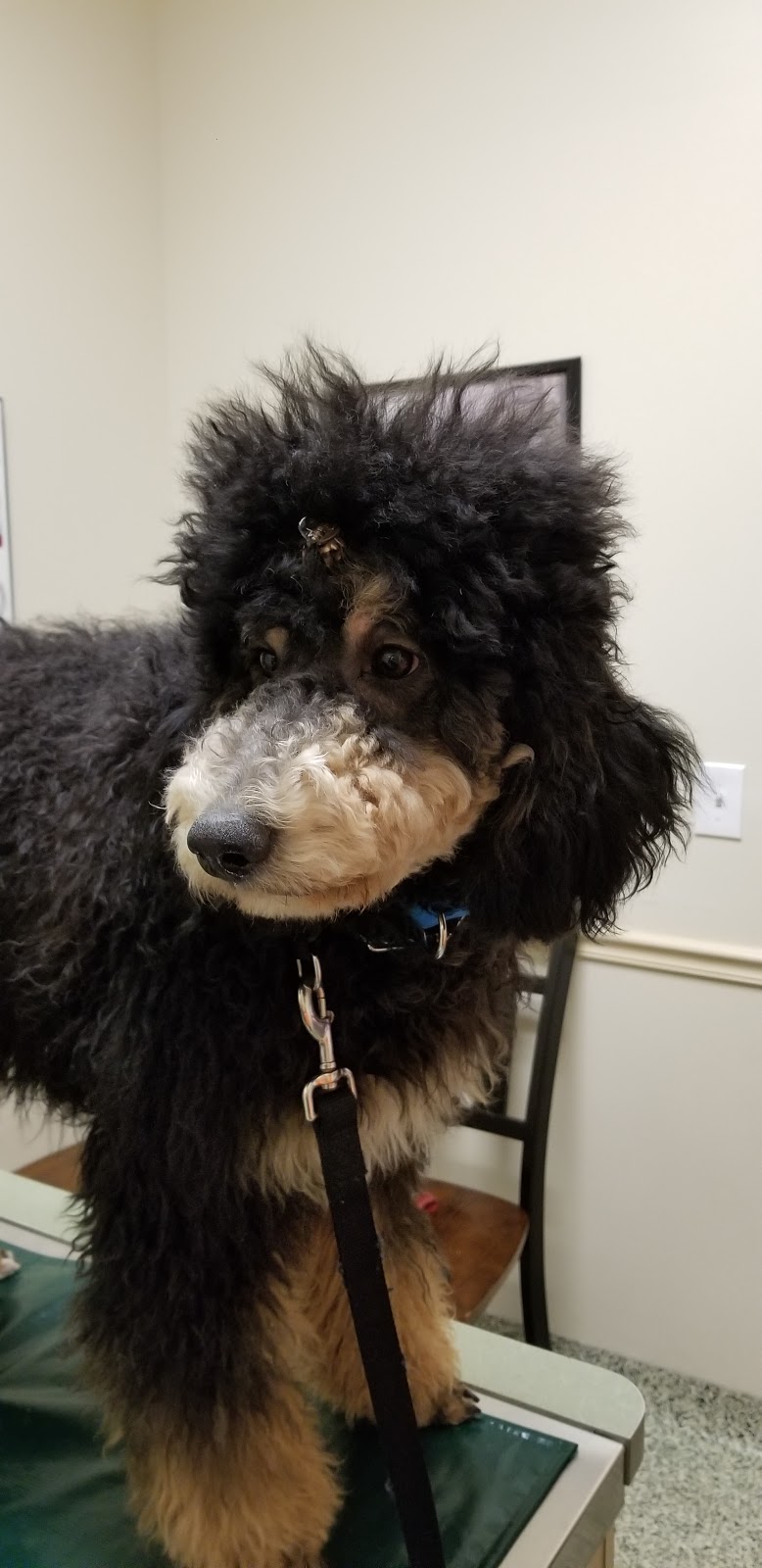 Small Paws Veterinary Clinic | 1505 N Road St, Elizabeth City, NC 27909, USA | Phone: (252) 384-0109