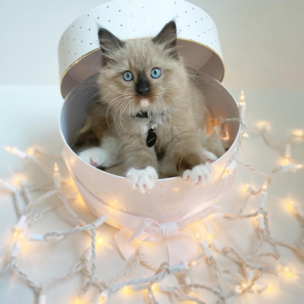 Oregon Ragdolls | 13912 SE 322nd Ave, Boring, OR 97009, USA | Phone: (775) 742-8008