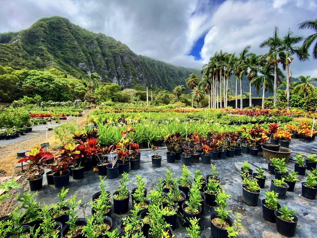 Sharons Plants Ltd | 41-614 Waikupanaha St, Waimanalo, HI 96795, USA | Phone: (808) 259-7137