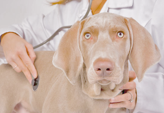 Affordable Veterinary Clinic | 4930 E Main St #2, Mesa, AZ 85205, USA | Phone: (480) 830-7729