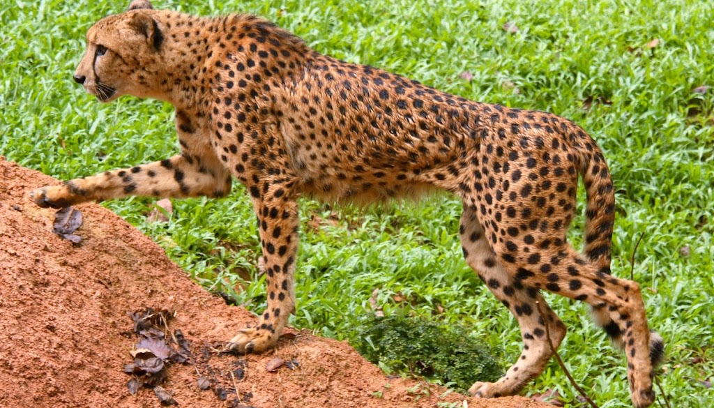Smallbany Wildlife Control Experts | 818 Livingston Ave, Albany, NY 12206, USA | Phone: (518) 205-9434