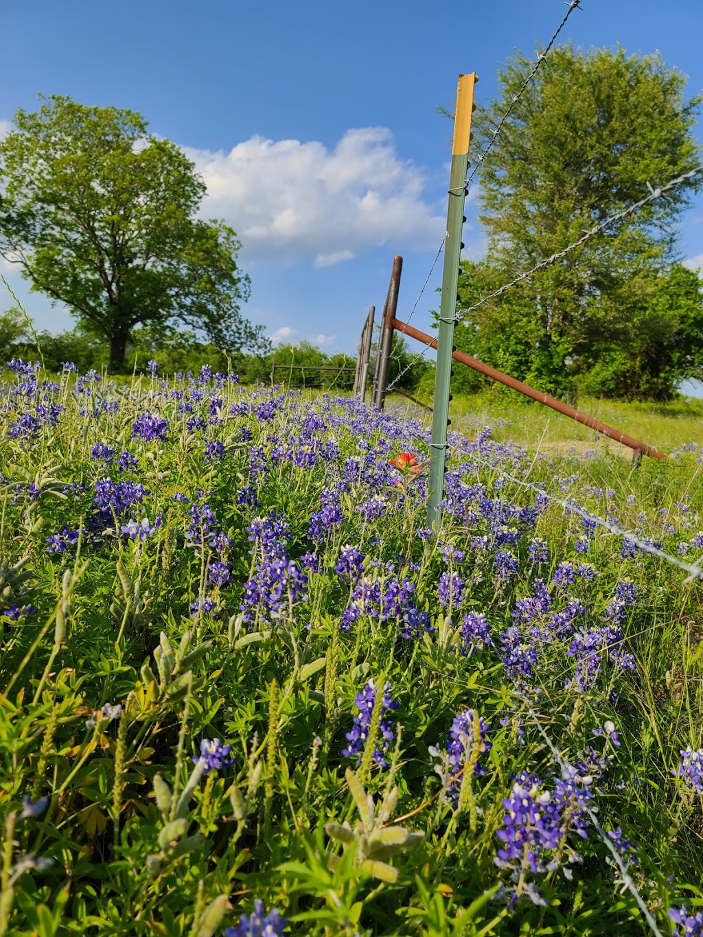 Sugar Ridge Winery & Bistro Bristol | 353 Sugar Ridge Rd, Ennis, TX 75119, USA | Phone: (972) 666-2888