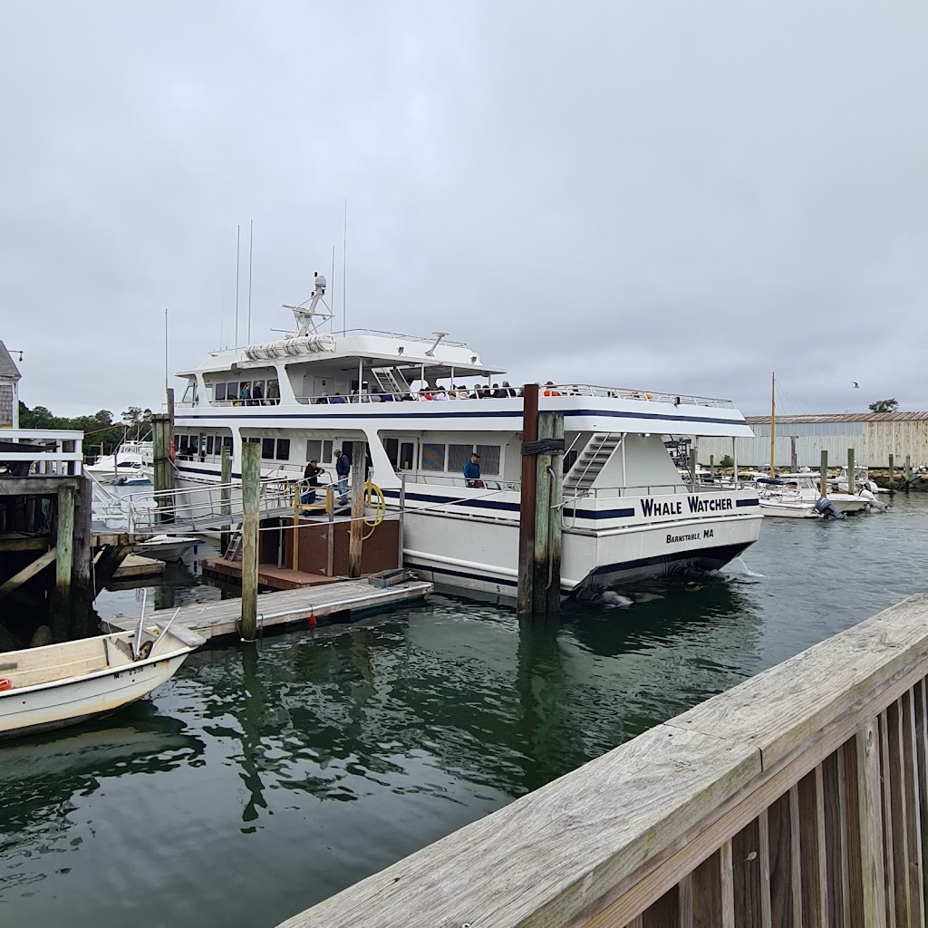 Hyannis Whale Watcher Cruises | 269 Millway, Barnstable, MA 02630, USA | Phone: (508) 362-6088