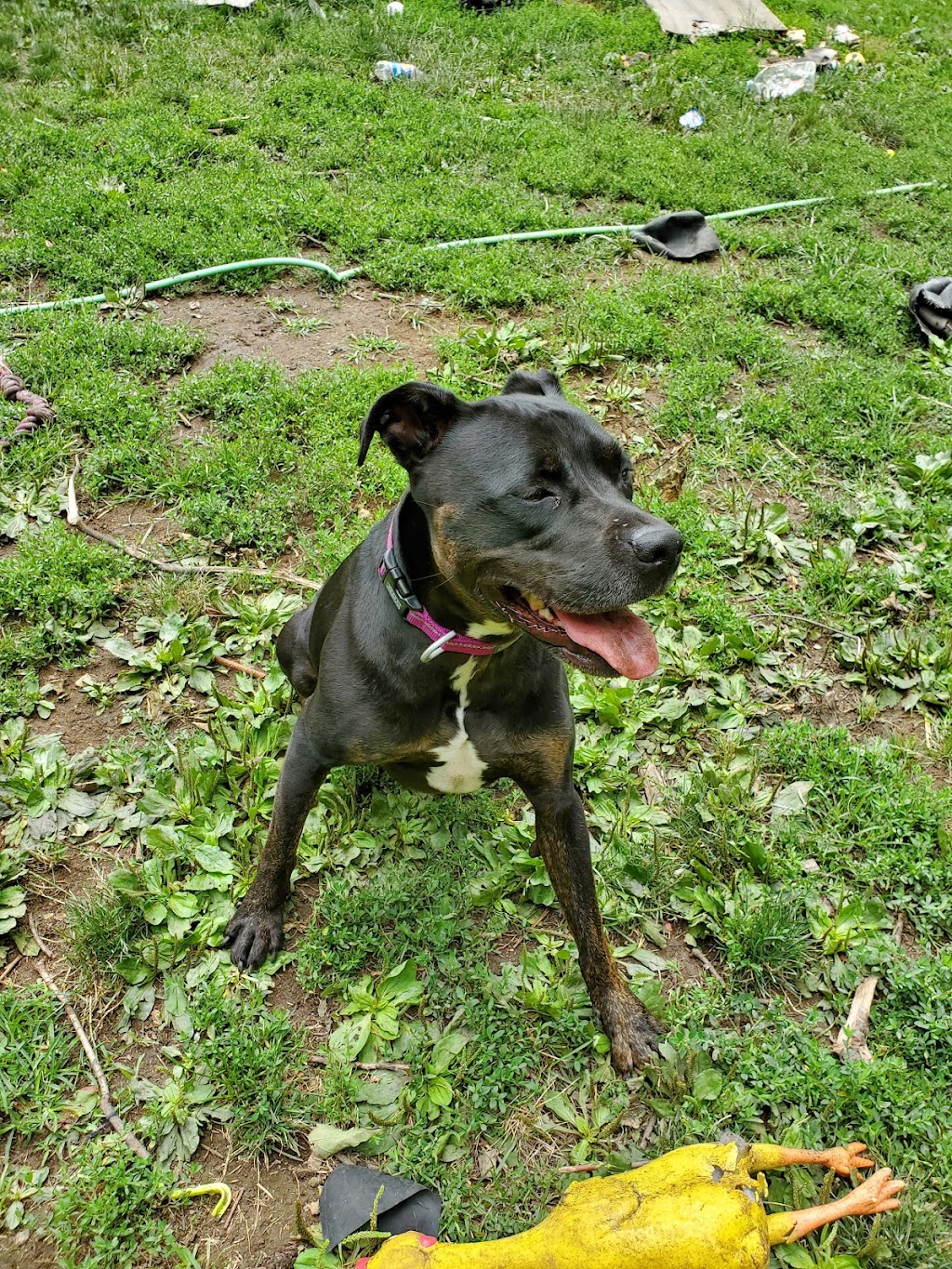 Pickaway County Dog Shelter | 21253 Ringgold Southern Rd, Circleville, OH 43113, USA | Phone: (740) 474-3741