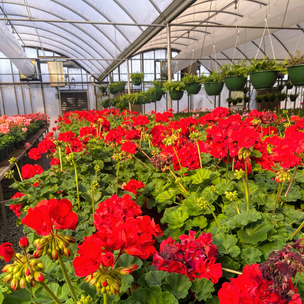 Colliers Greenhouse & Garden Center | 1351 GA-16, Jackson, GA 30233 | Phone: (770) 775-2069